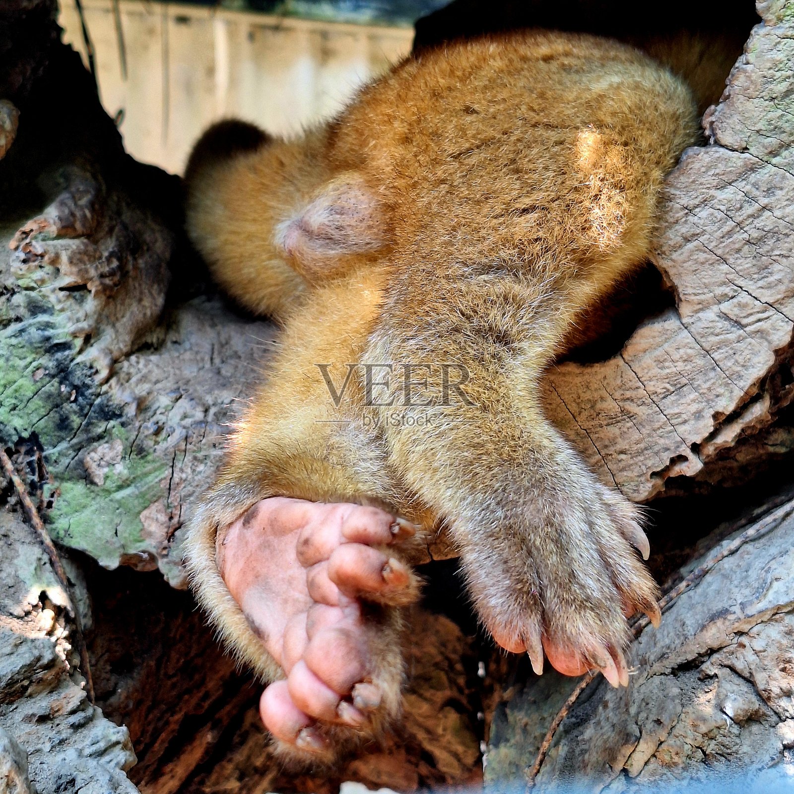 动物照片摄影图片