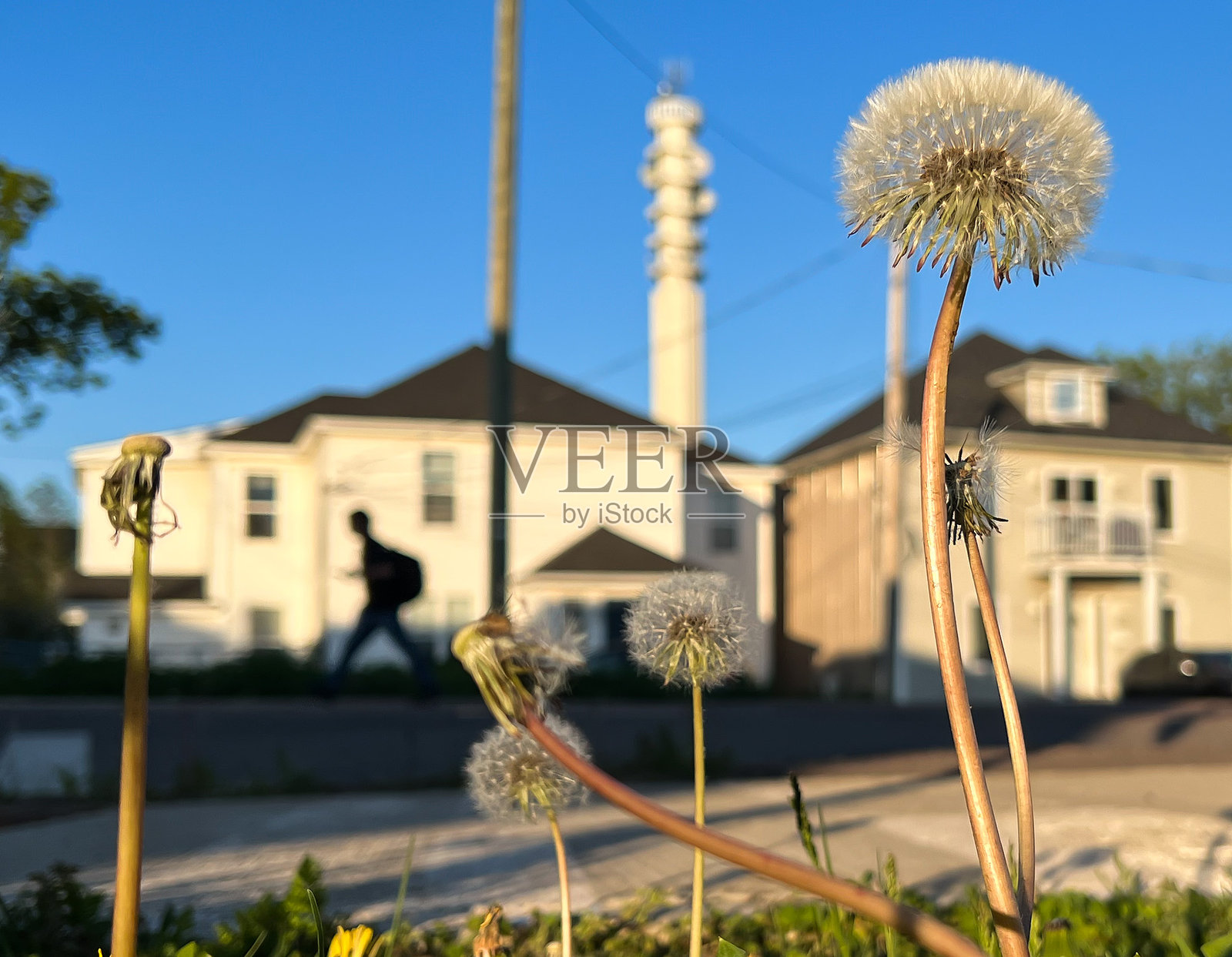 柔焦中的蒲公英愿望草照片摄影图片