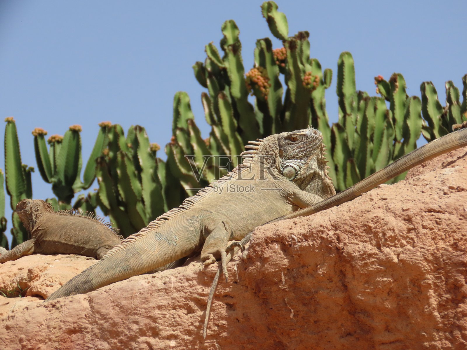蜥蜴在阳光下晒太阳照片摄影图片