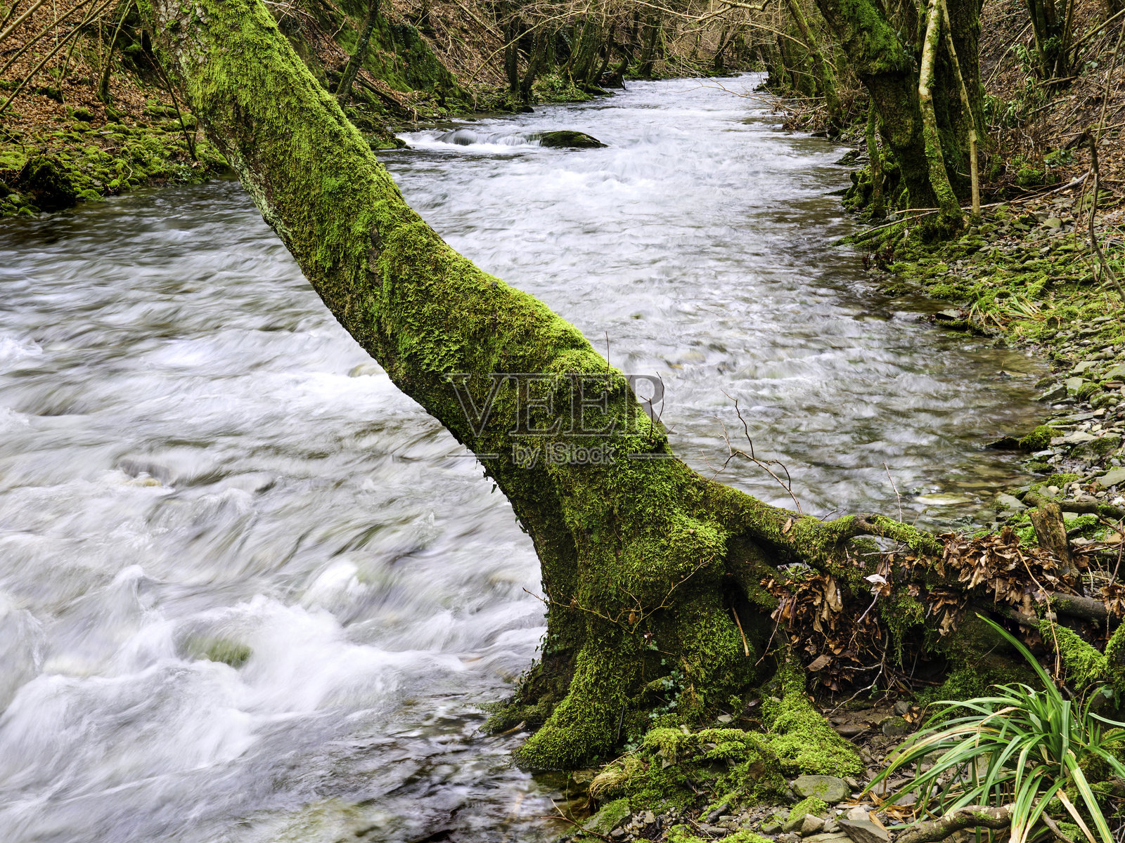 溪流与绿色苔藓照片摄影图片