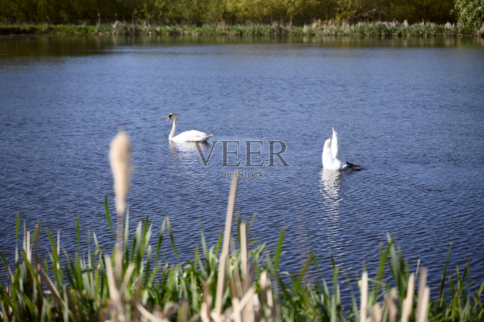 两只搞笑的天鹅倒立在池塘里寻找食物。瑞典斯科纳省伦德 2025照片摄影图片