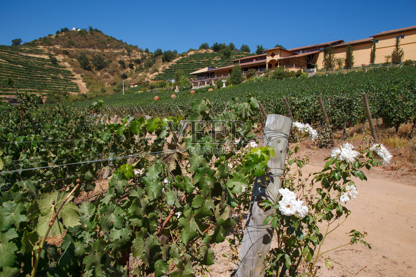 白玫瑰，位于智利科尔查瓜谷的维纳圣克鲁斯典型酒庄和历史建筑中的葡萄园照片摄影图片
