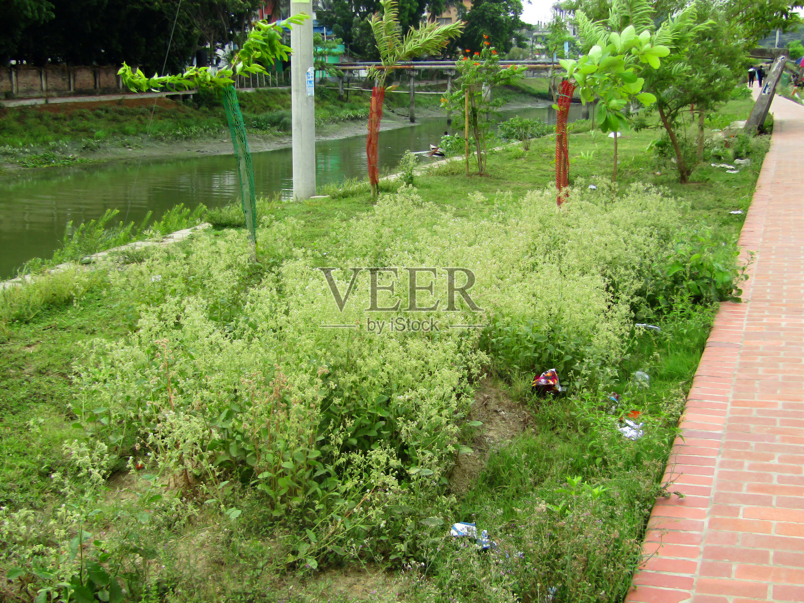 热带自然环境中的绿色叶子照片摄影图片