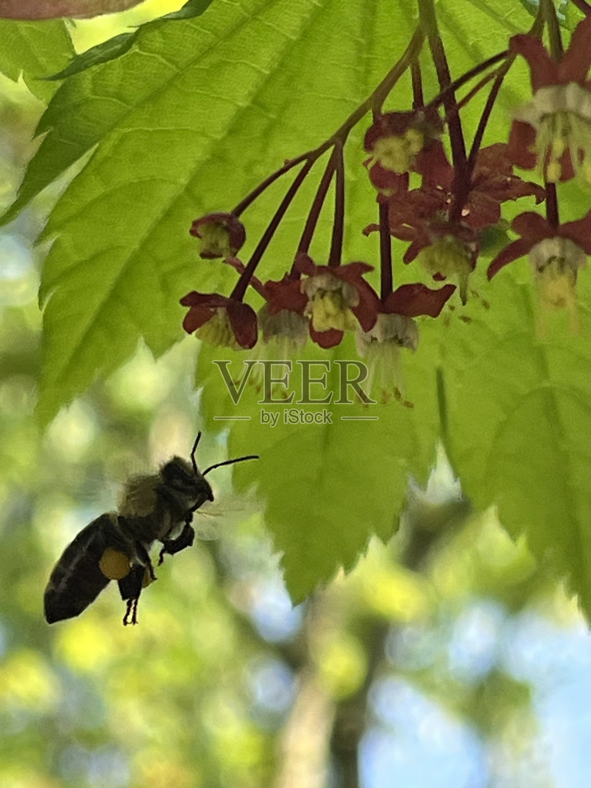 蜜蜂为藤枫花授粉照片摄影图片