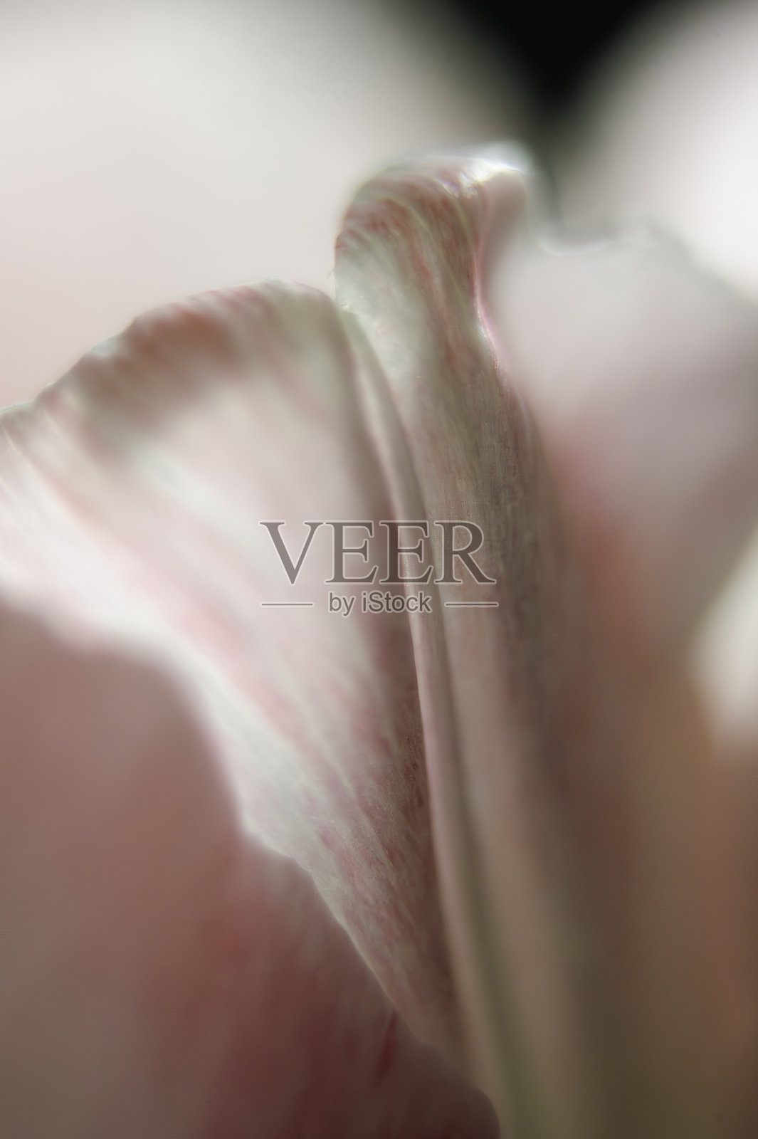 粉色郁金香花瓣特写图像照片摄影图片