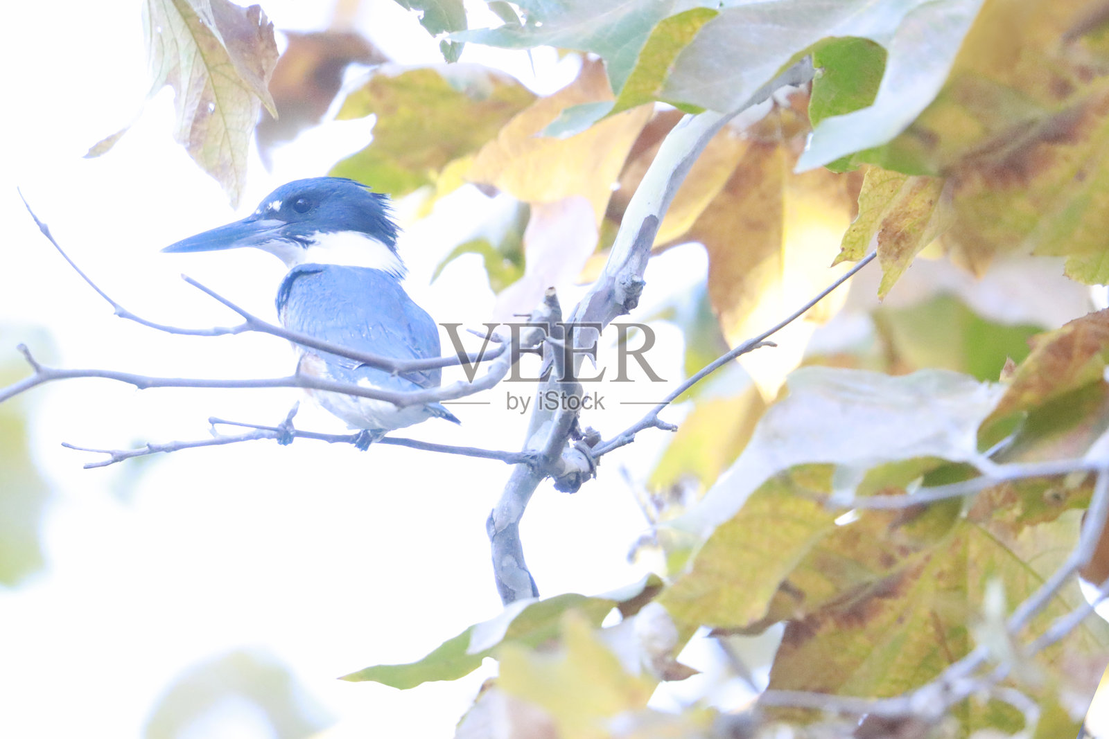 带状翠鸟照片摄影图片