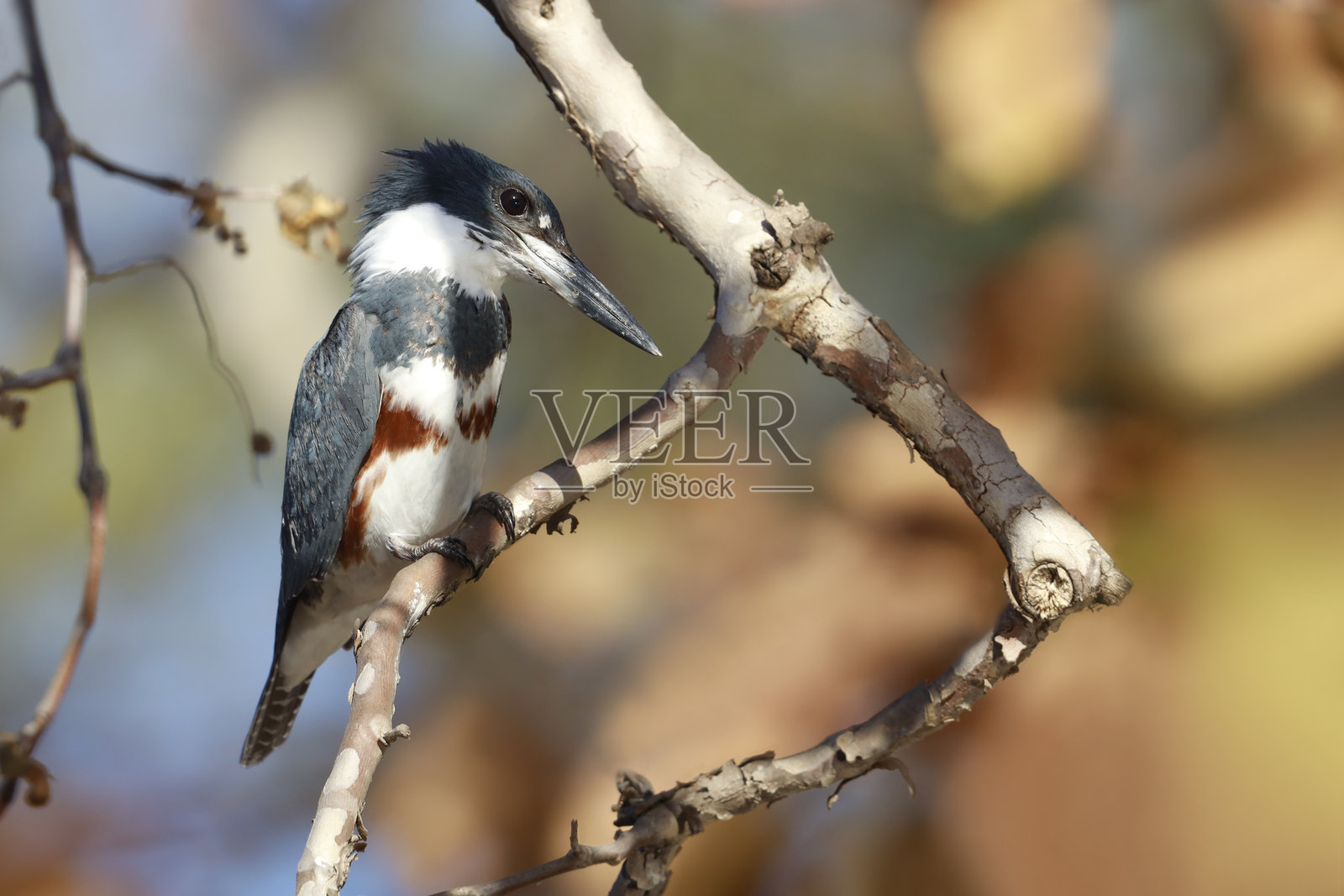 带状翠鸟照片摄影图片