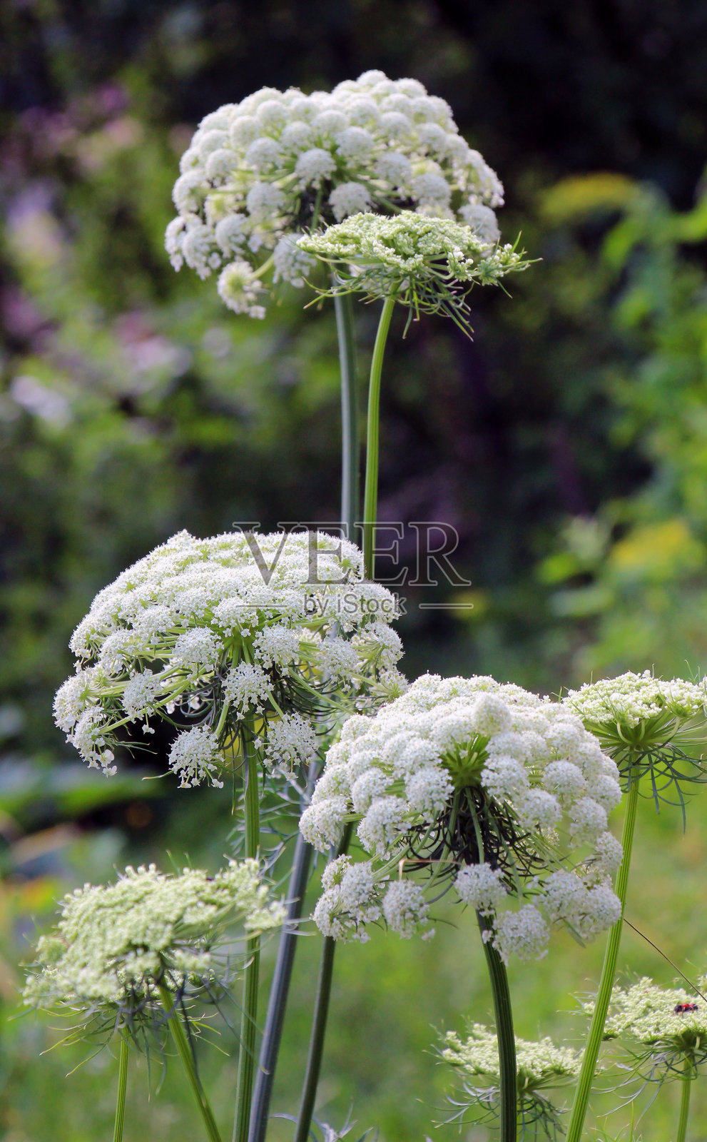 用于种子的胡萝卜开花照片摄影图片