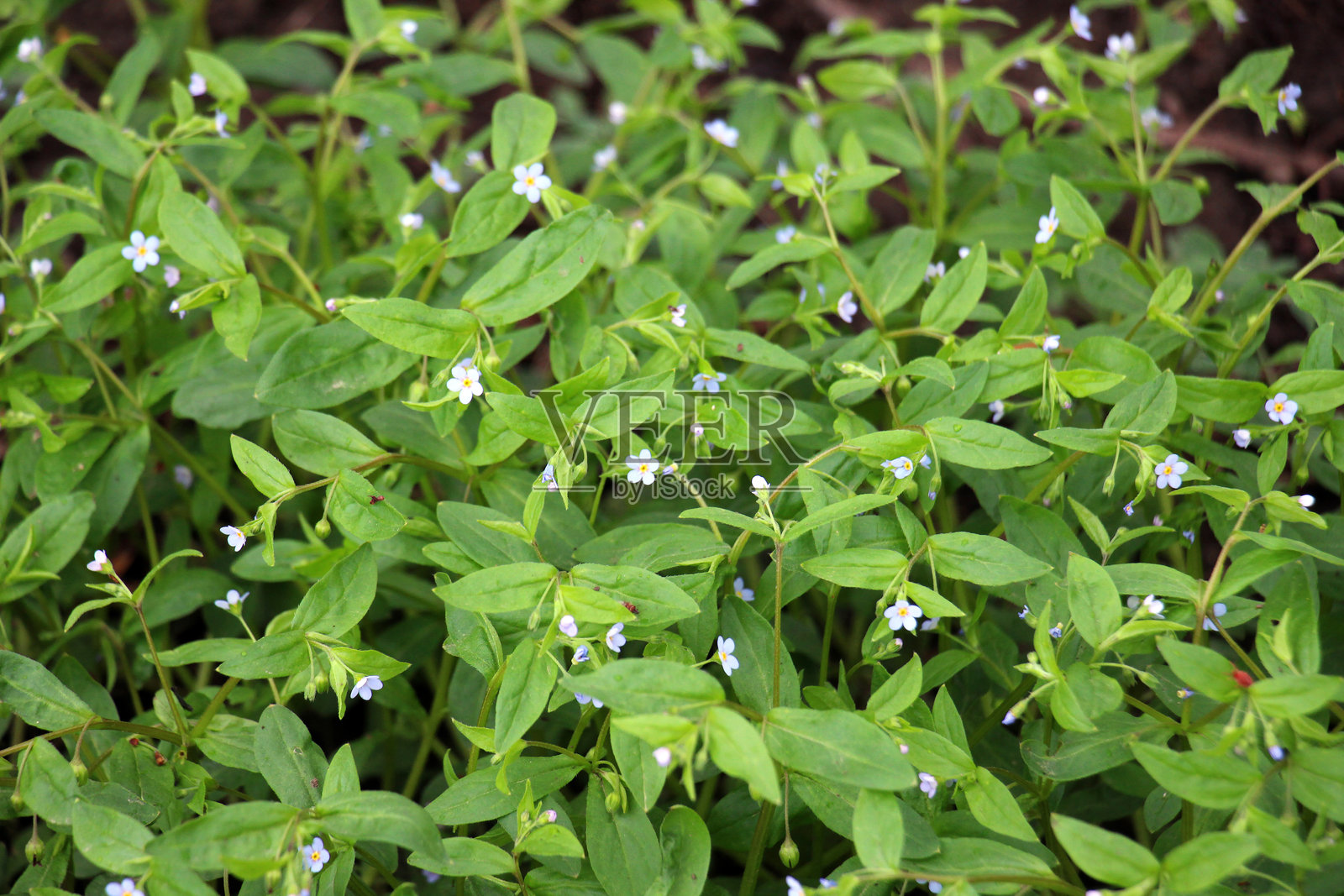 勿忘我（Myosotis sparsiflora）在自然中盛开照片摄影图片