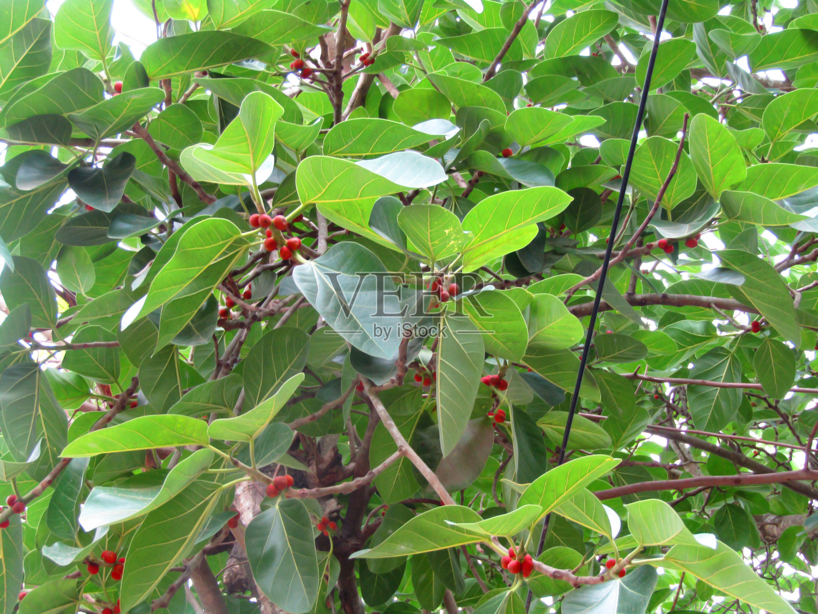 明亮的绿色新鲜叶子在自然热带环境中照片摄影图片