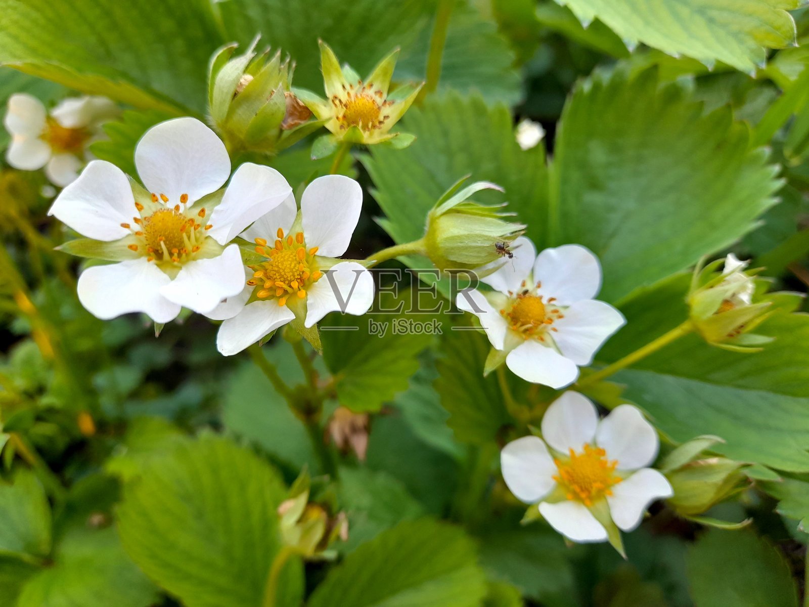 花园中的草莓白花照片摄影图片