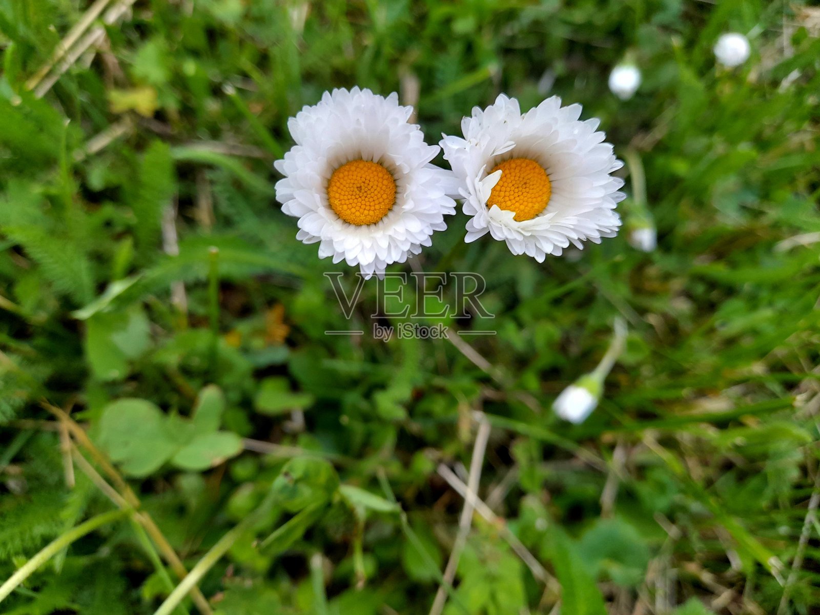 草地上闭合的雏菊花。照片摄影图片