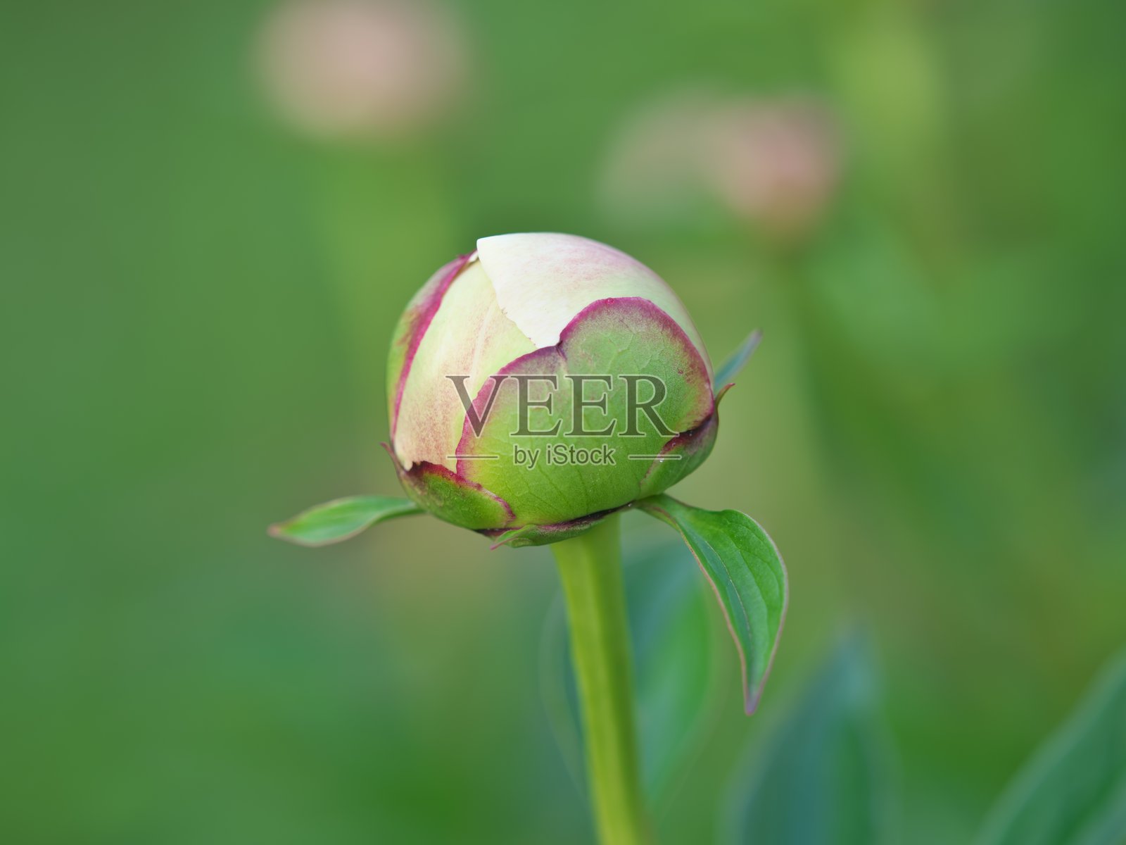 晨曦中的牡丹花蕾照片摄影图片