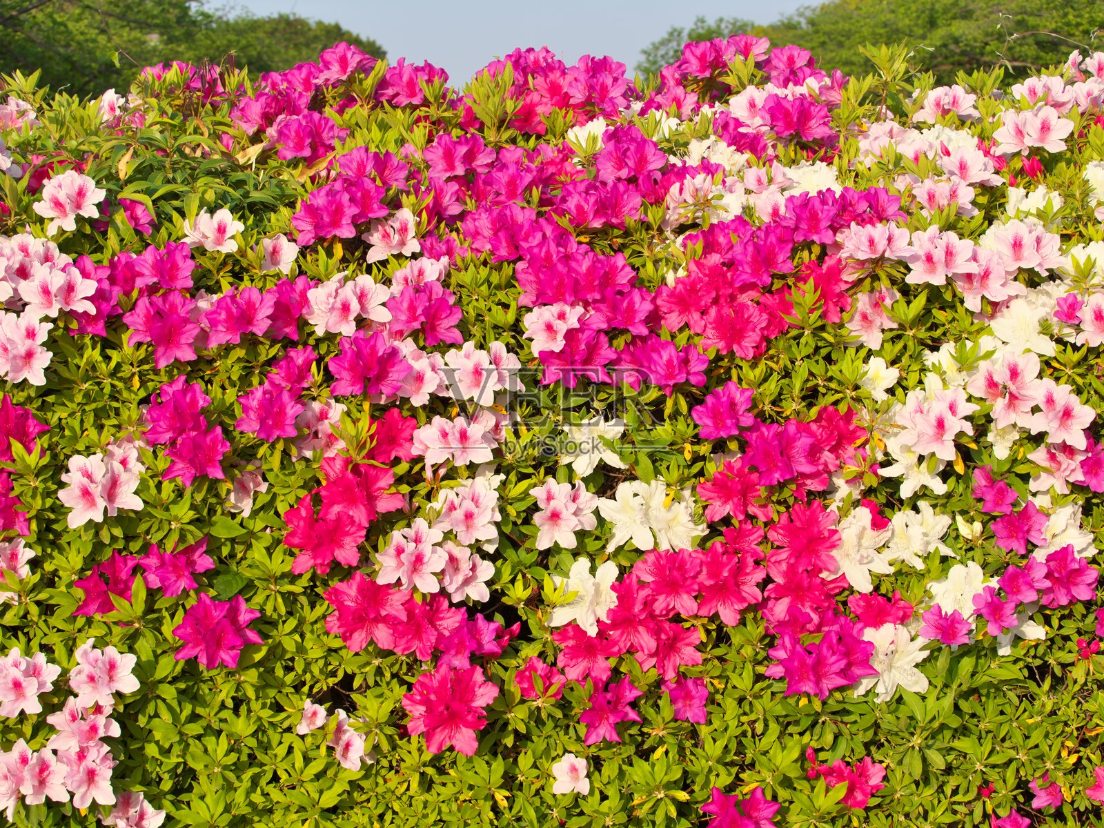 晨光中的五彩杜鹃花照片摄影图片