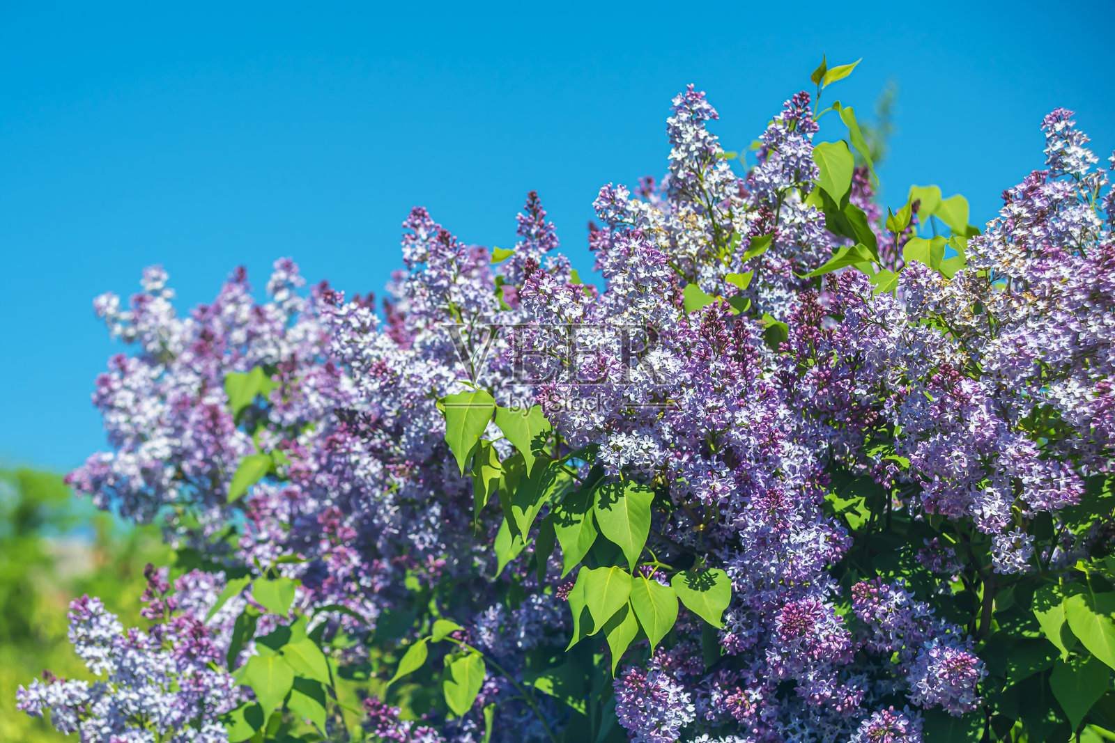 丁香。照片摄影图片