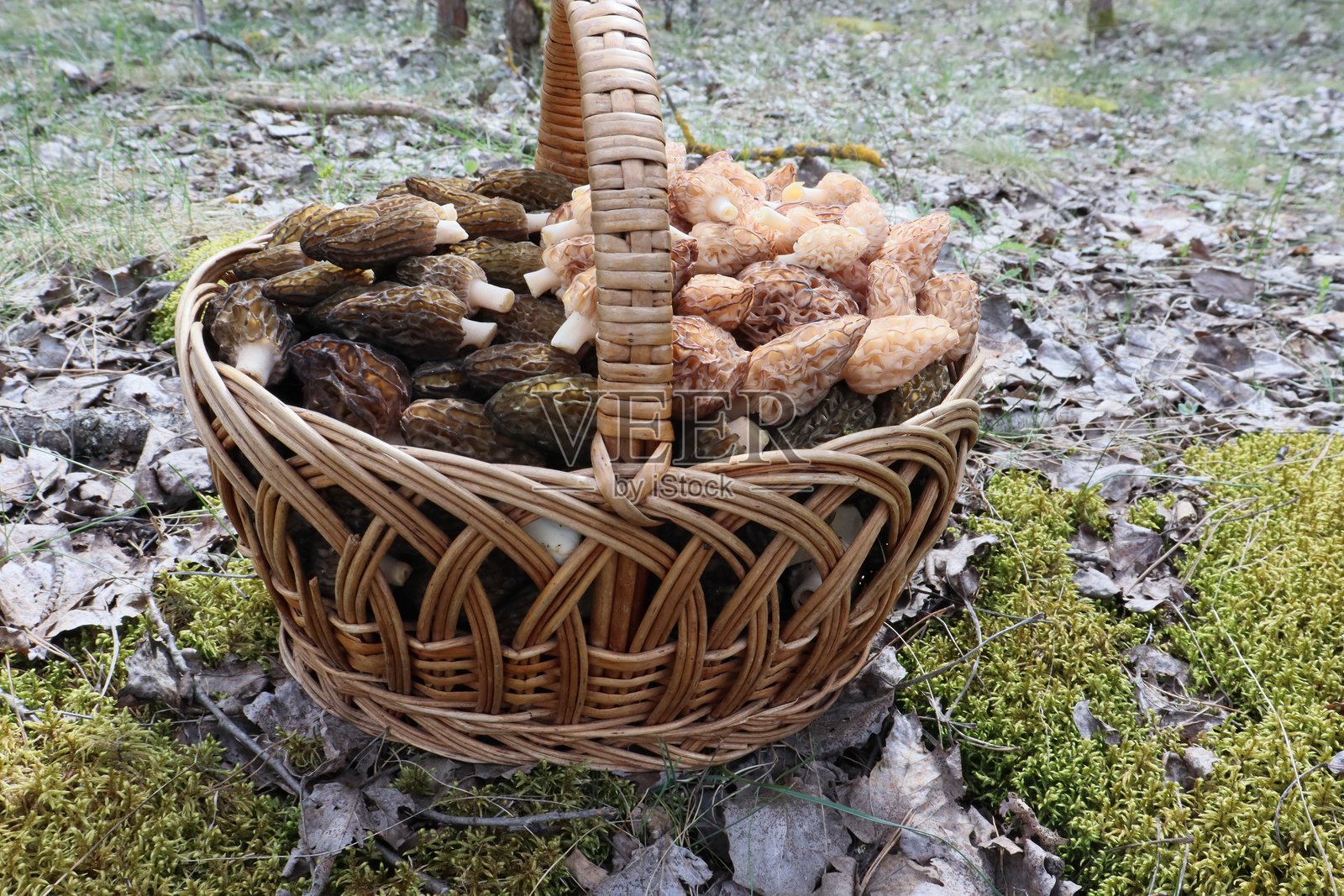 美丽的篮子里装着羊肚菌照片摄影图片