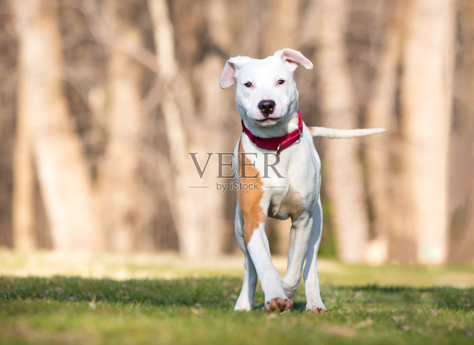 一只混血的梗犬朝着镜头走来照片摄影图片