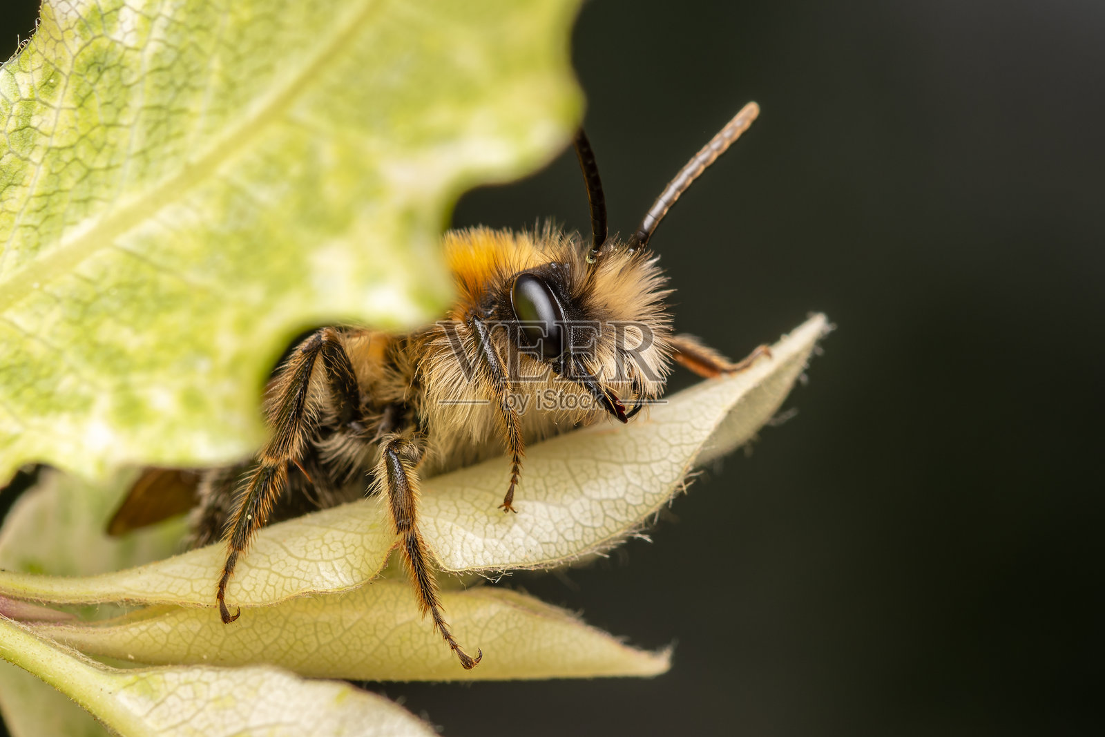 安德烈娜·尼蒂达独居蜜蜂栖息在绿叶上照片摄影图片