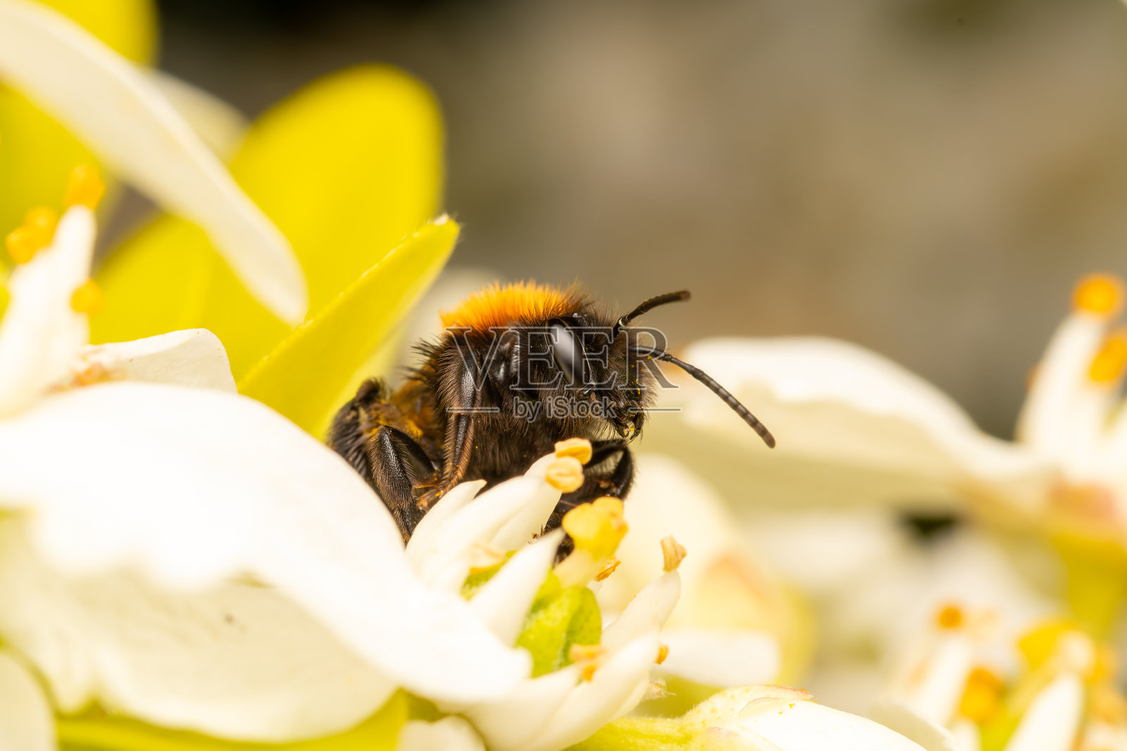 雌性黄褐色采矿蜜蜂（Andrena fulva）在白色花朵上觅食照片摄影图片