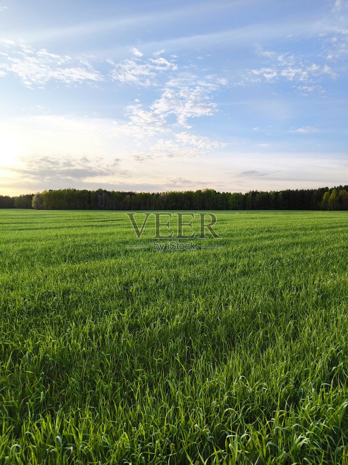 美丽的春季自然风景背景图，四周被树木环绕，郁郁葱葱的绿色田野。照片摄影图片