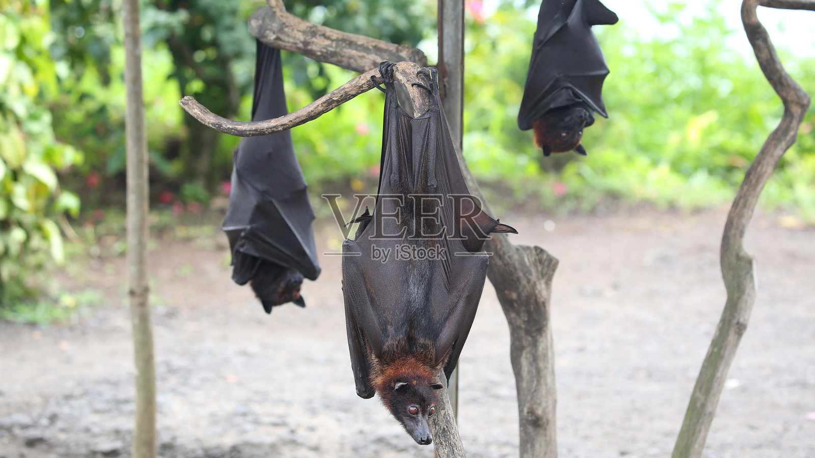 蝙蝠照片摄影图片