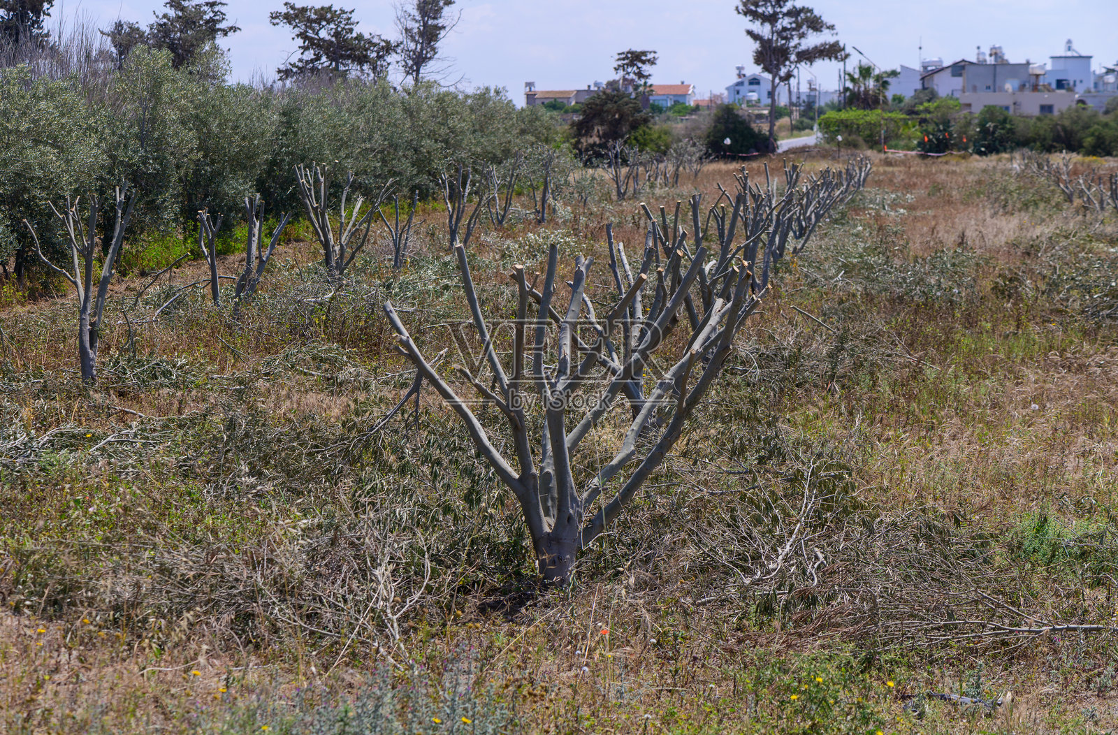 塞浦路斯的橄榄树经过修剪以实现复兴。这是一种传统农业实践，旨在促进健康生长和在地中海气候下获得更好的收成。照片摄影图片