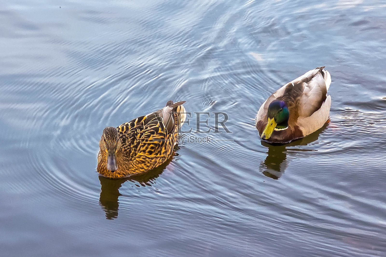 春天，一对野鸭在鸭塘中一起游泳照片摄影图片
