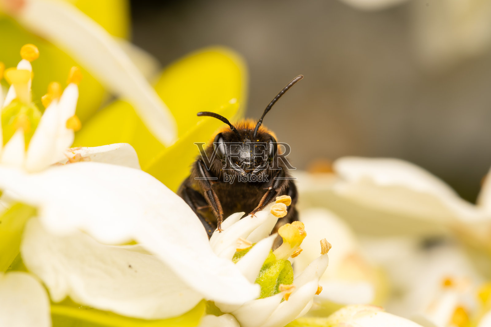 雌性黄褐色采矿蜜蜂（Andrena fulva）在白色花朵上觅食照片摄影图片