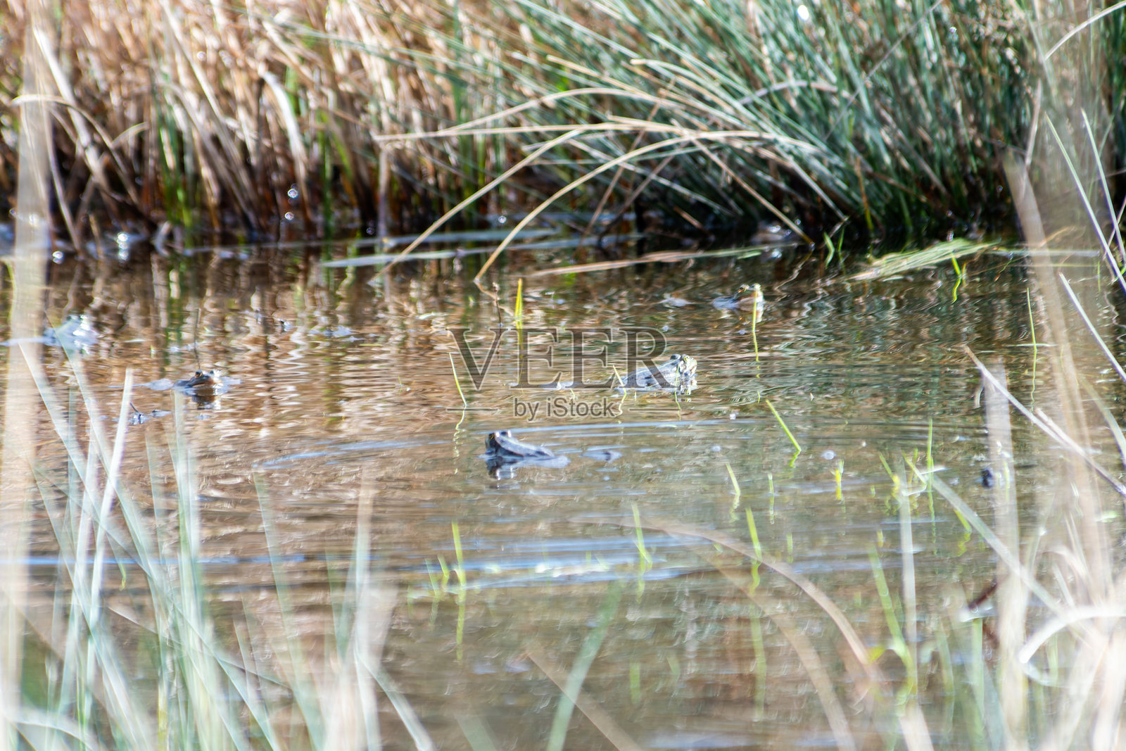 春季湿地栖息地中的绿蛙（Pelophylax spec.）照片摄影图片