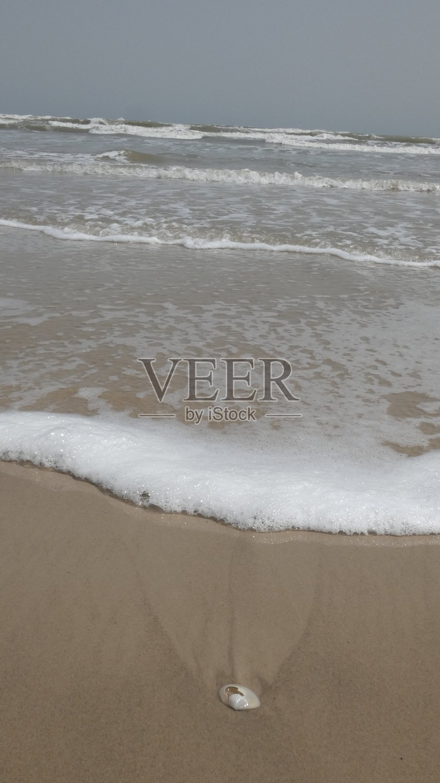 海滩上的贝壳照片摄影图片