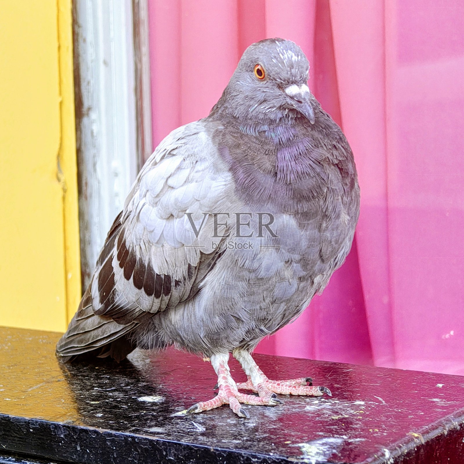 魔术师的鸽子照片摄影图片