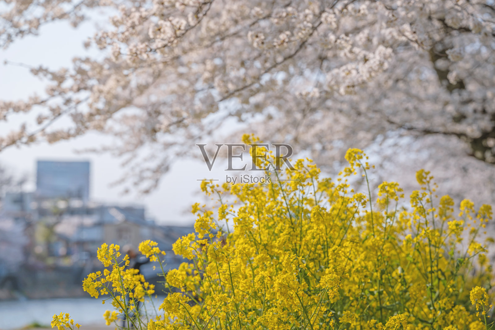 春天的二重奏：樱花与油菜花盛开照片摄影图片
