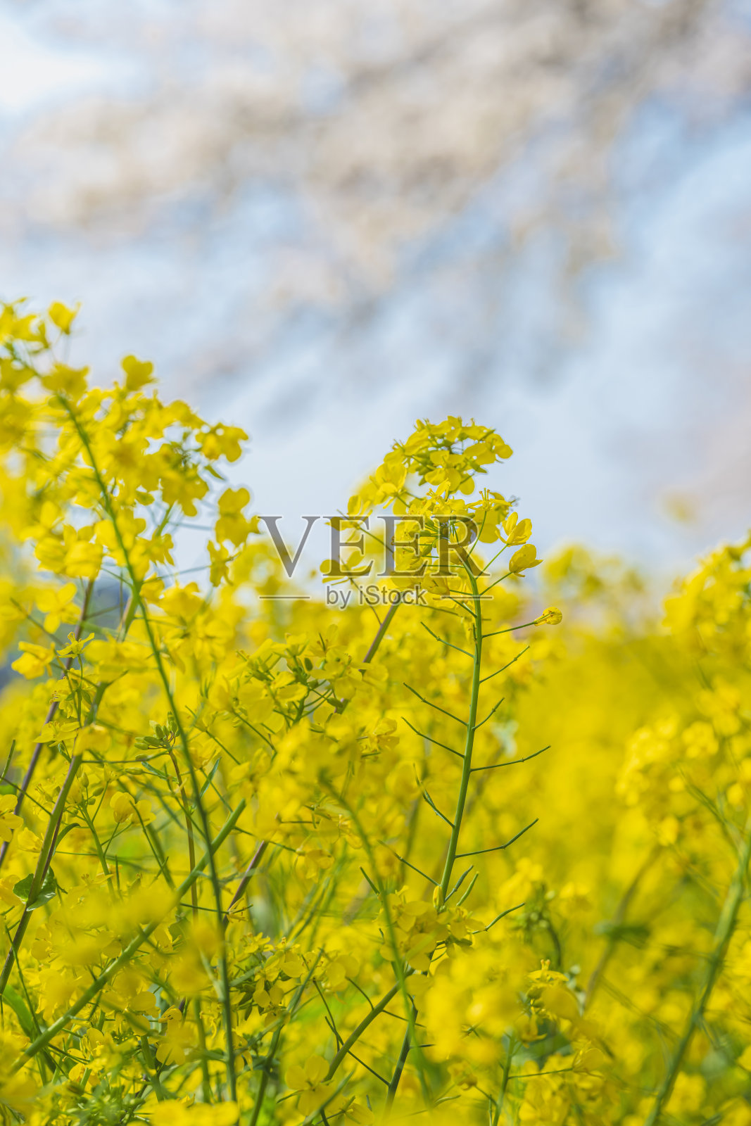 春天的二重奏：樱花与油菜花盛开照片摄影图片