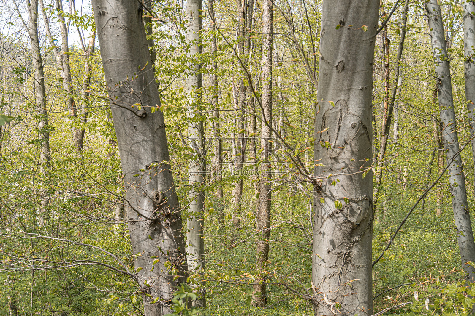 早春或深秋时节，古老林区的特写视图，粗糙树干上的稀疏树叶投下斑驳的阴影，背景暗示着更多的树叶，没有人类的存在或文明的迹象。照片摄影图片