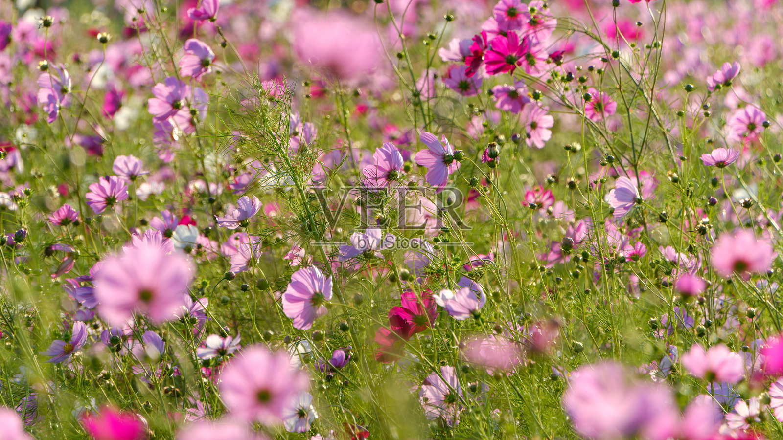 多彩的宇宙草甸照片摄影图片