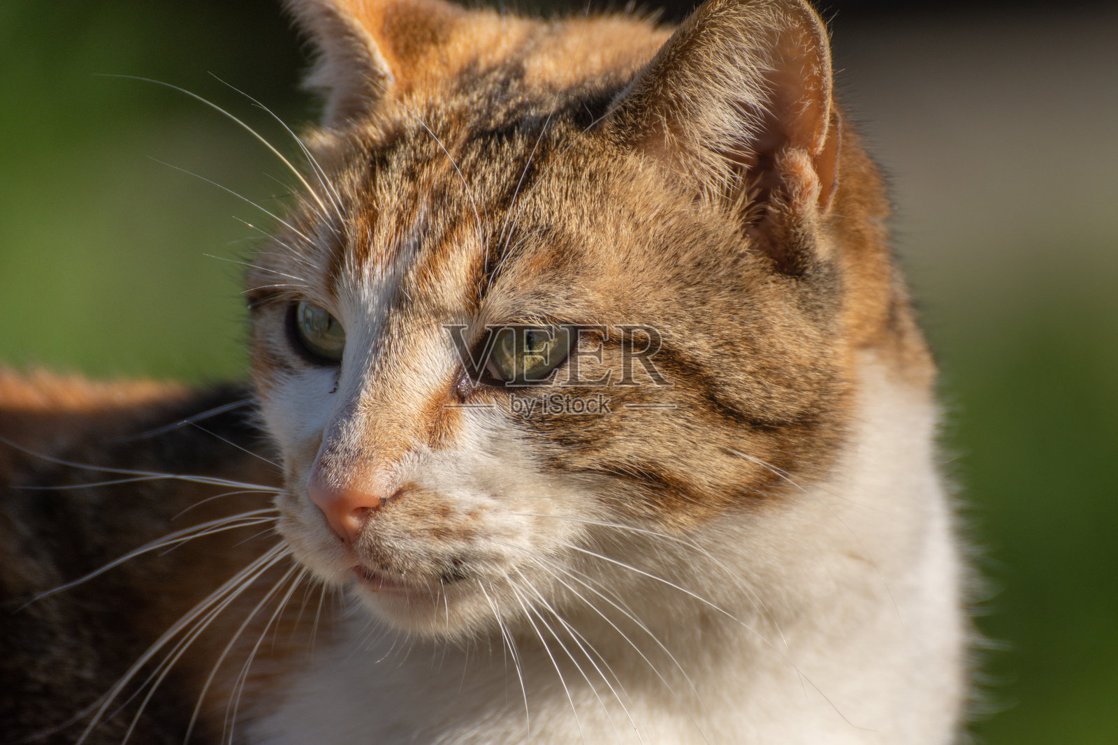 2023年2月，希腊阿索斯山上的虎斑猫头部照片摄影图片