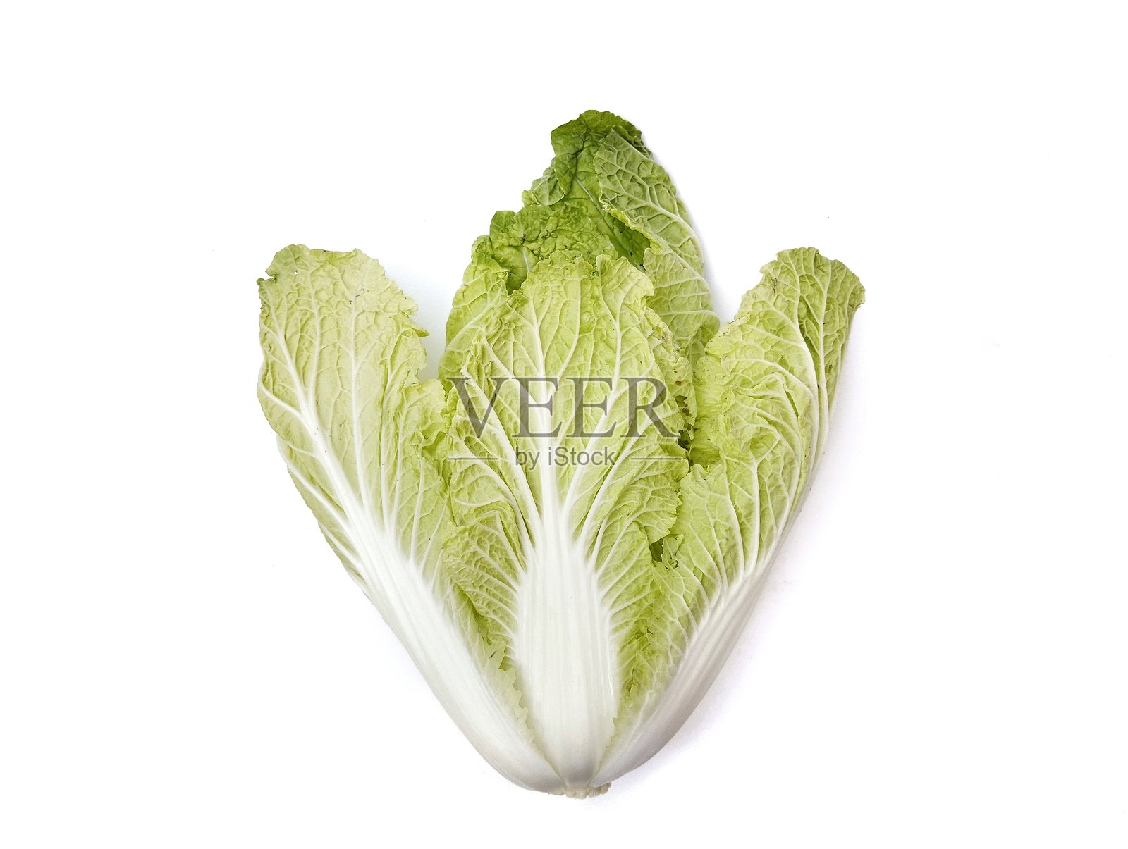 新鲜的中国白菜孤立在白色背景上照片摄影图片