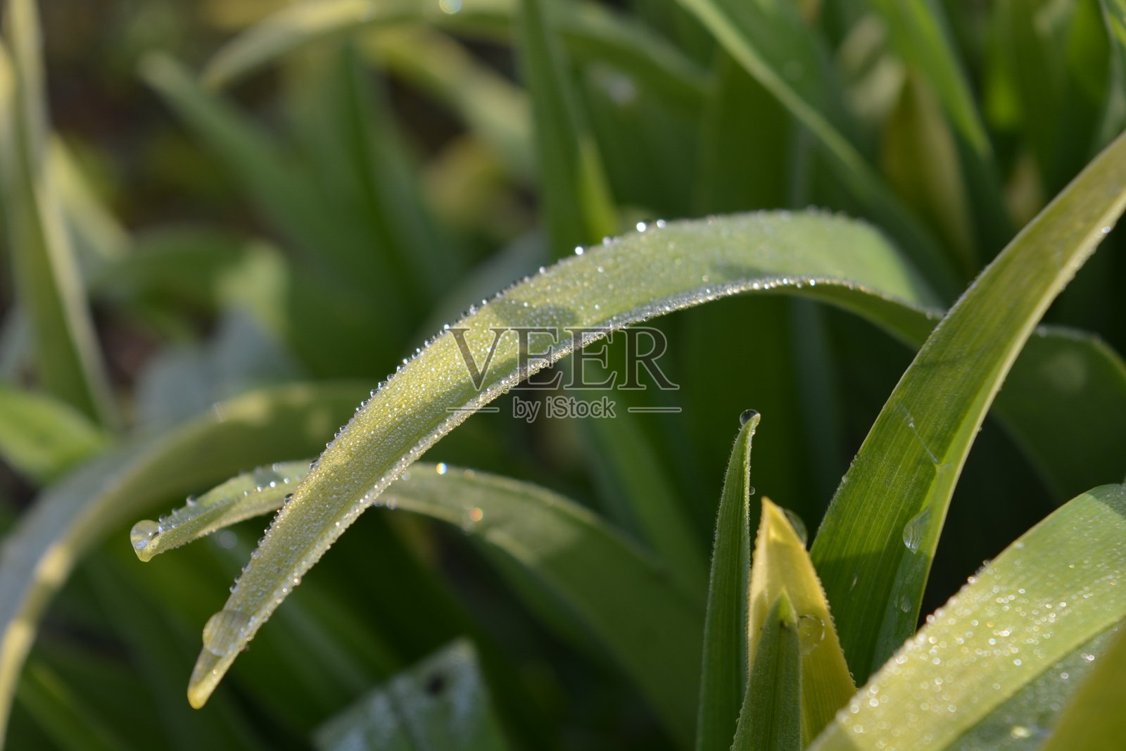 绿色的长花叶，呈现不同的绿色阴影，叶子上有晨露。照片摄影图片