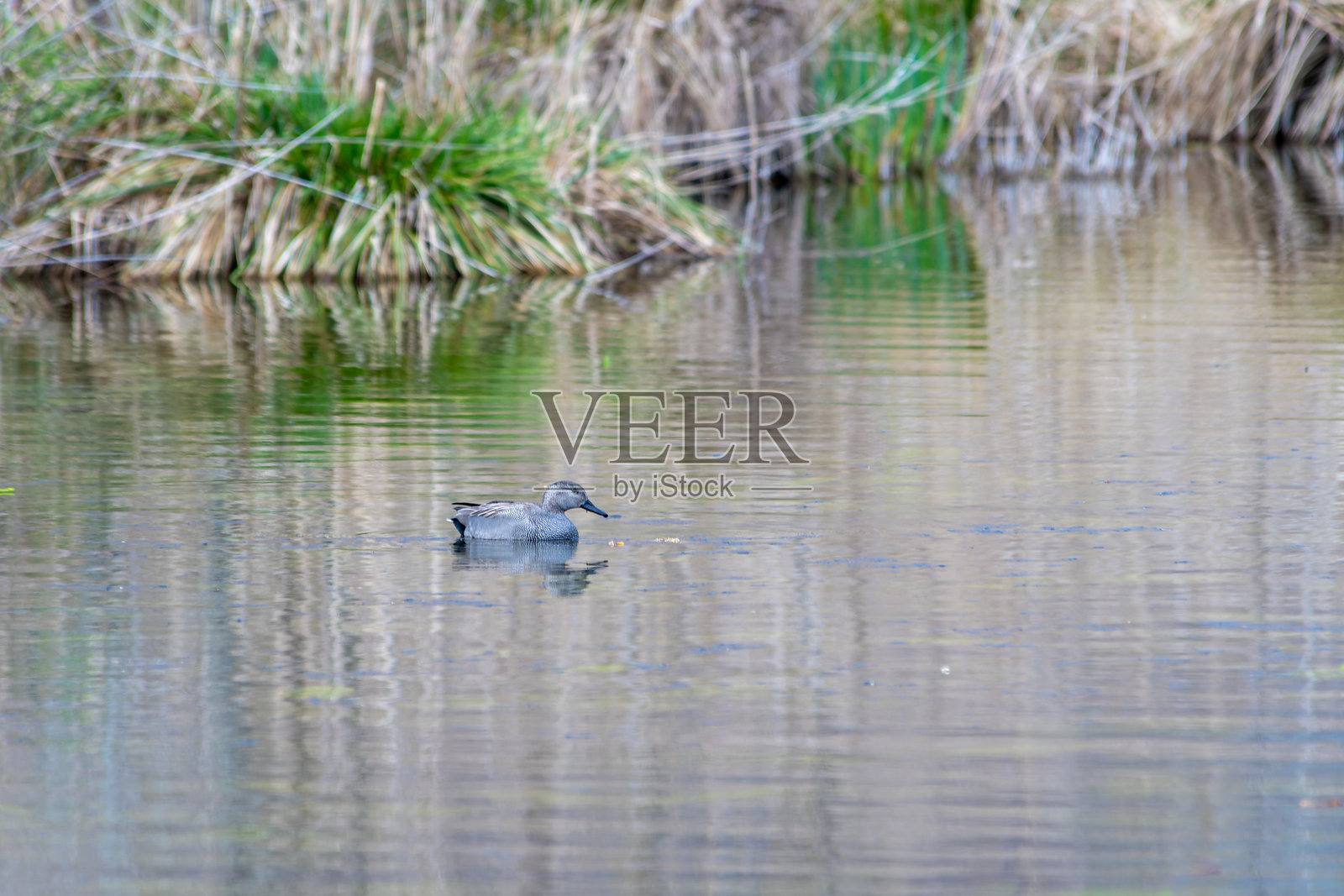 在宁静的池塘中游泳的斑头鸭（Mareca strepera）照片摄影图片