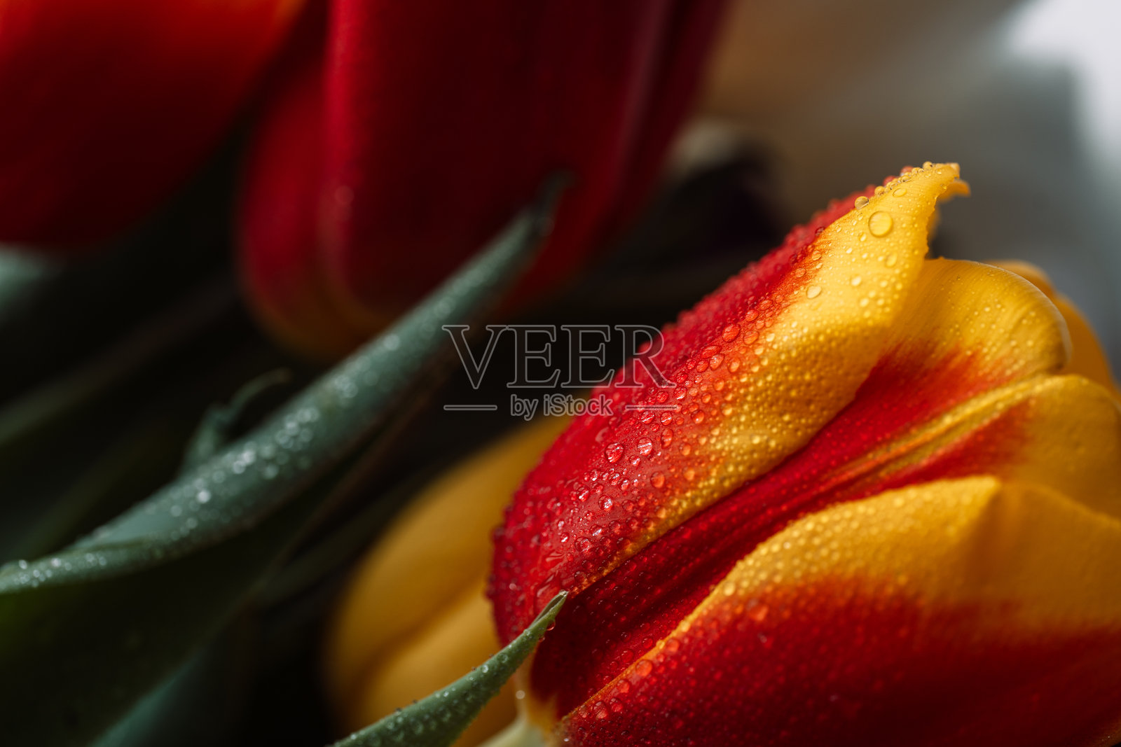 彩色郁金香花束的背景，水滴特写照片摄影图片