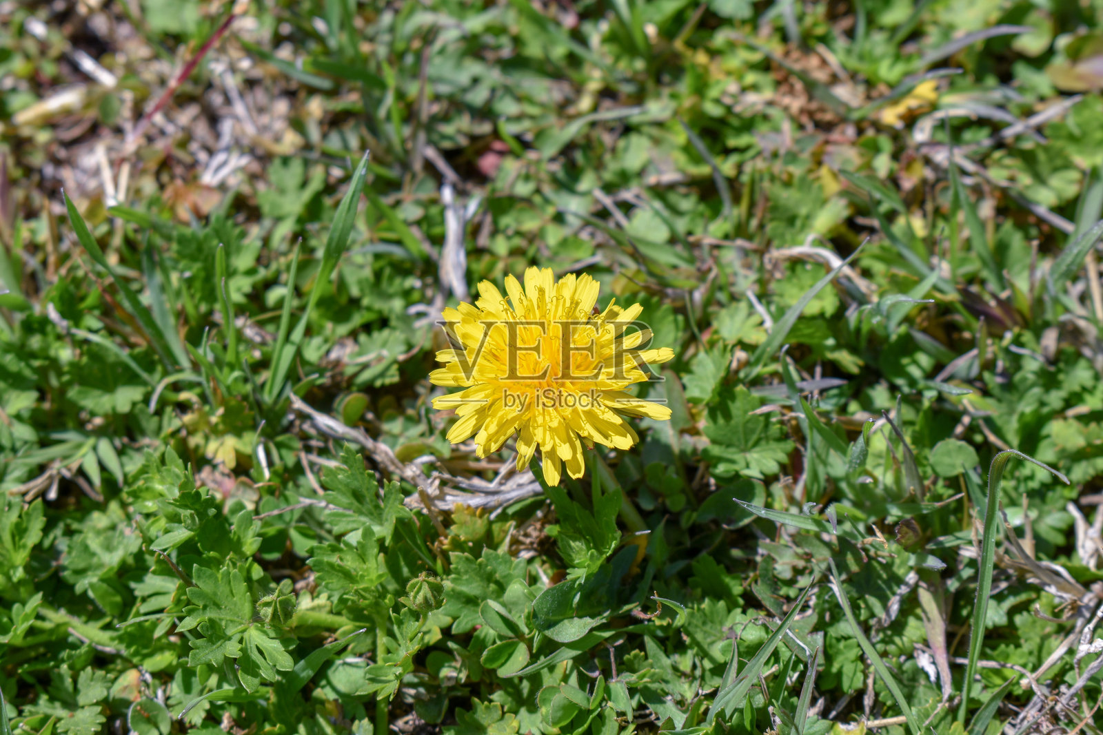 草地上的黄色花草照片摄影图片