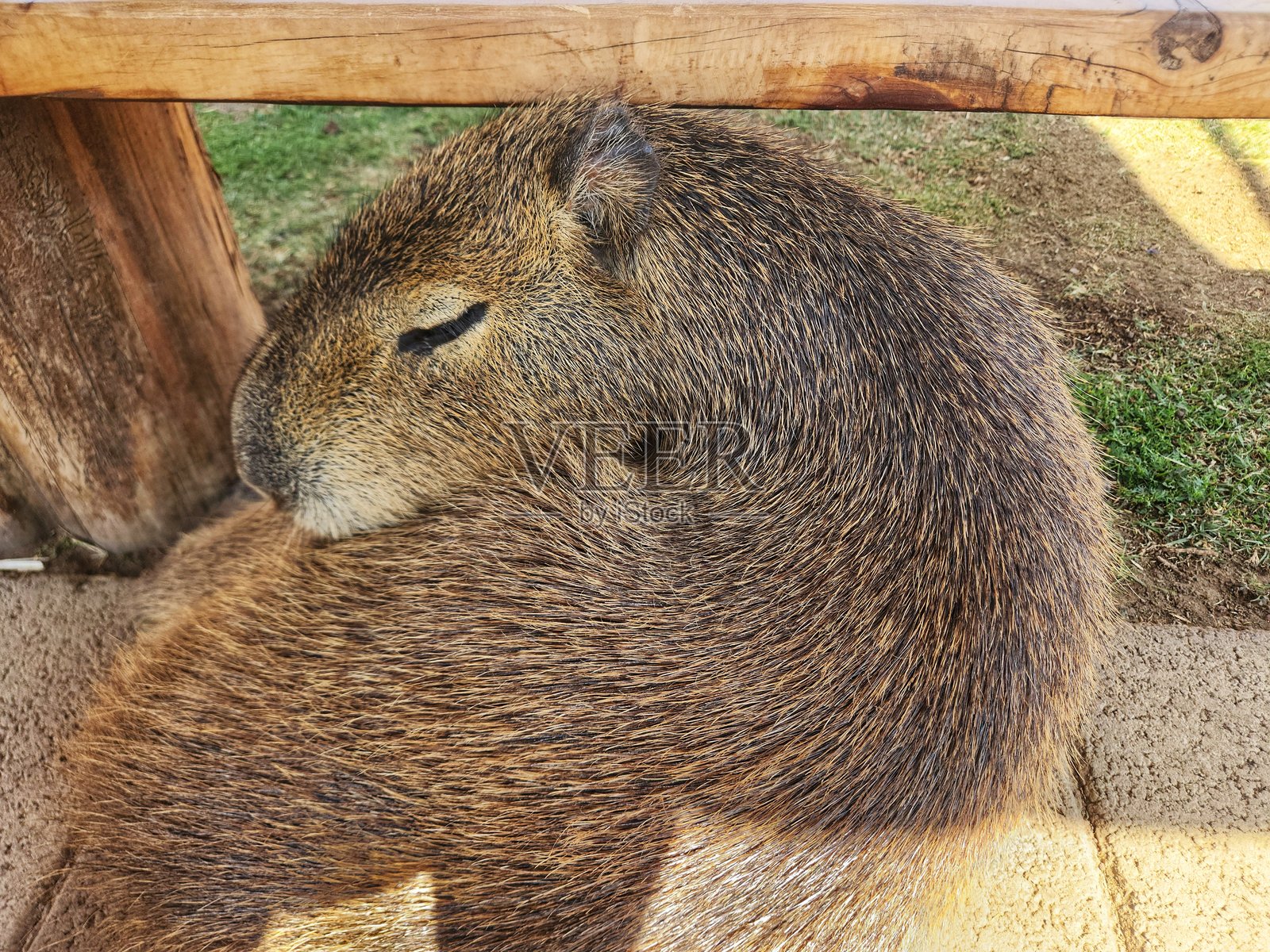 休息中的水豚 5照片摄影图片