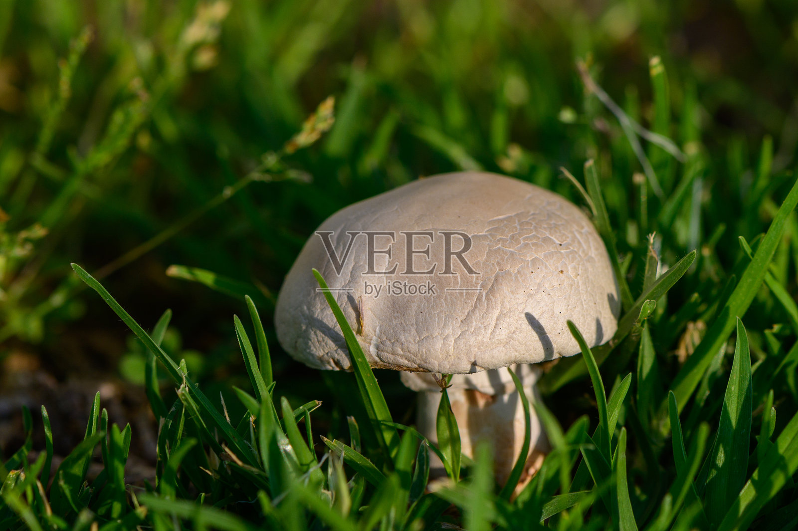 野生香菇在绿色草坪上生长照片摄影图片