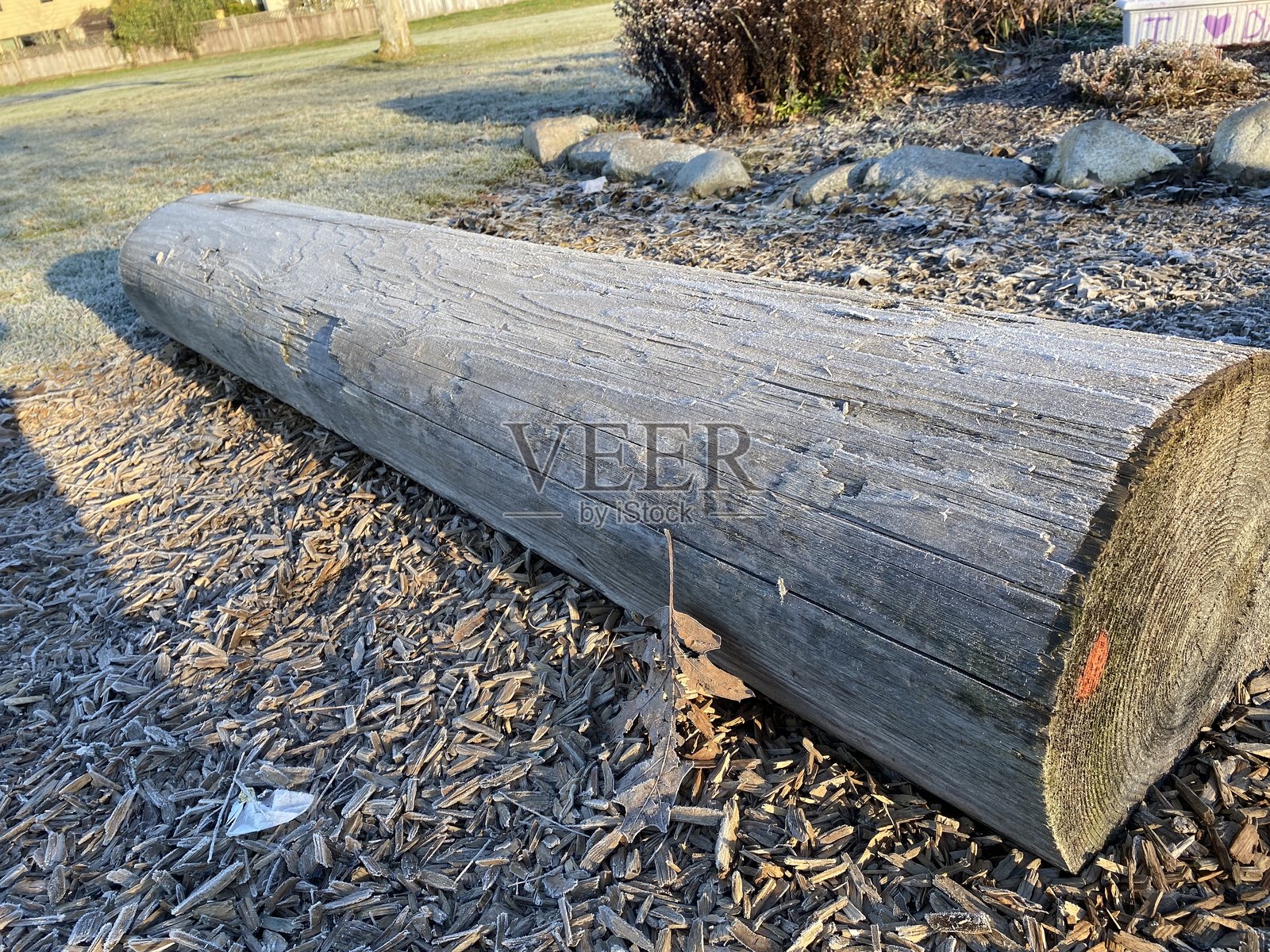 冰冻的树干照片摄影图片