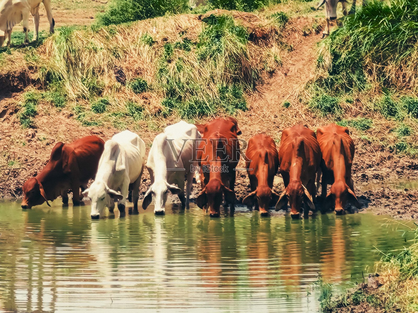 牛群在干旱的天气中饮水，泰国乡村的农场动物在炎热的季节中展现自然行为。照片摄影图片