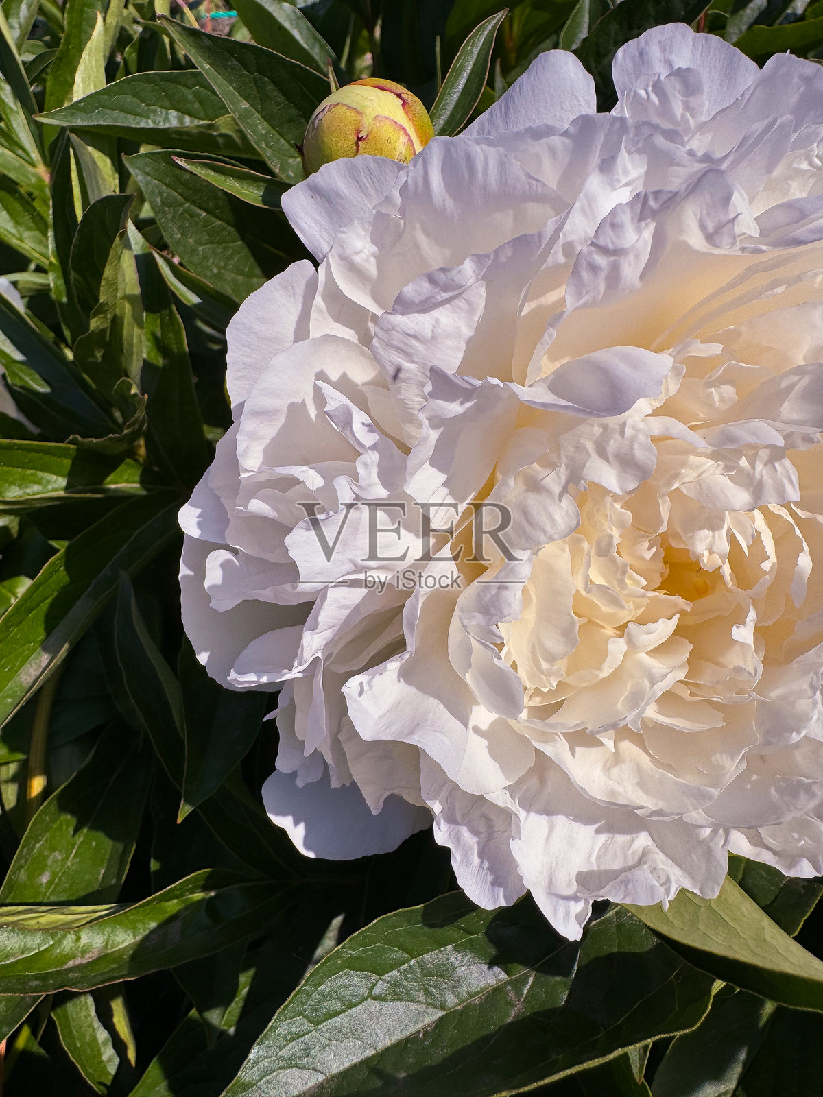 美丽的牡丹花。在春天的花园里。单朵白色双瓣牡丹品种莎拉·伯恩哈特，特写。乳花牡丹 - 优雅花朵的迷人精致与完美。照片摄影图片