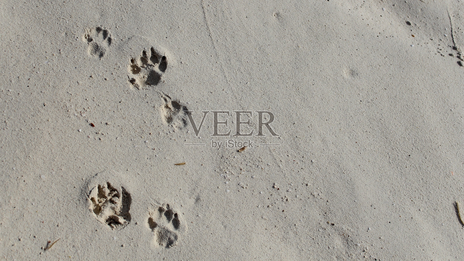 可爱的狗爪印留在沙滩上，留有空白空间照片摄影图片