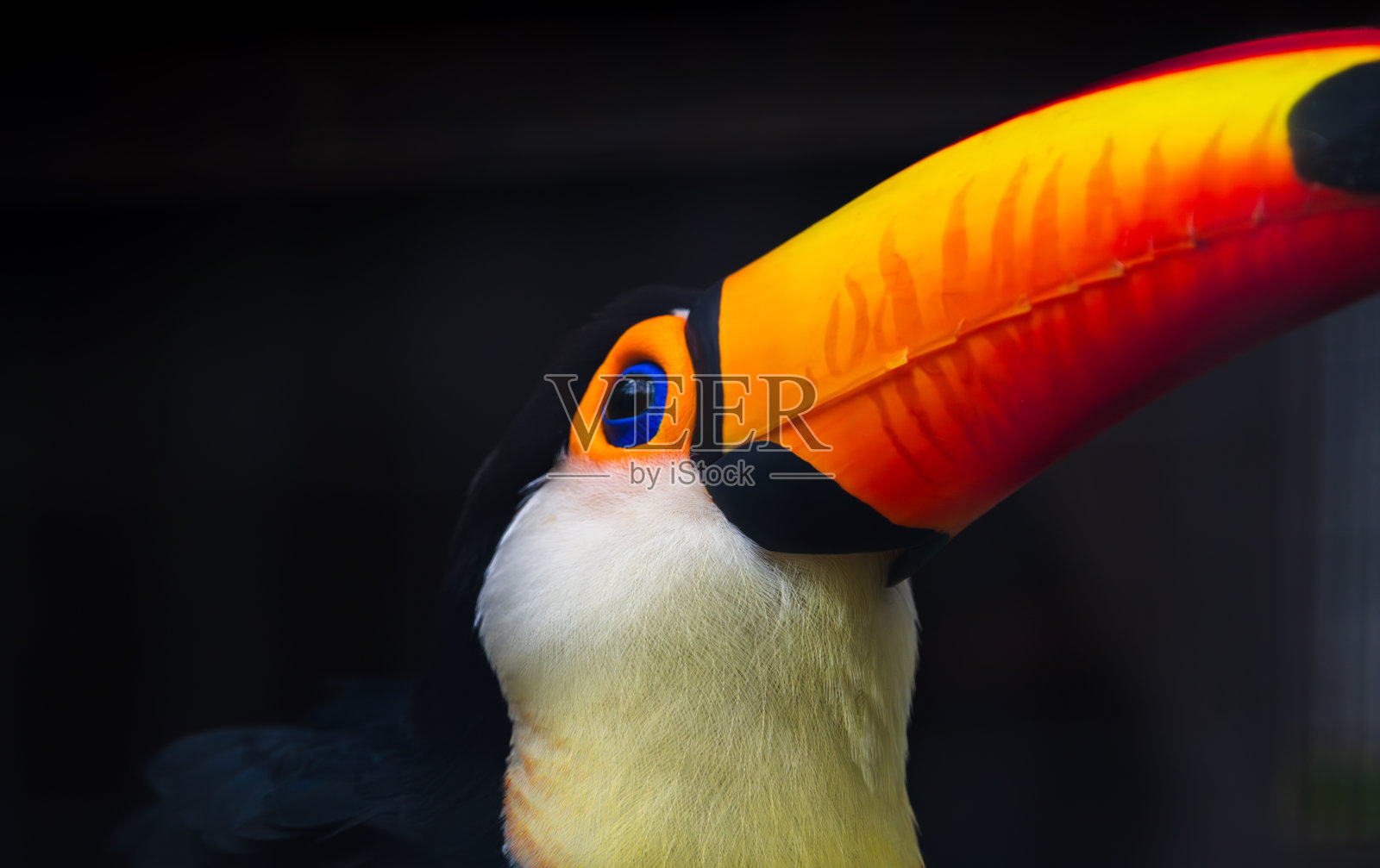 德希瓦拉动物园的巨嘴鸟特写，色彩鲜艳的橙色和黄色喙，独特的红色花纹，闪亮的蓝色眼睛。照片摄影图片
