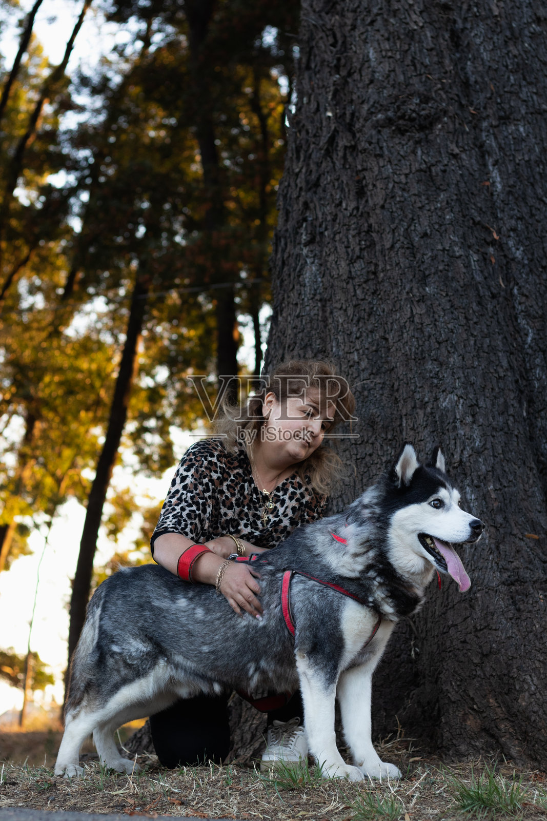 拉丁裔女性在树下与她的狗分享日落，轻抚着它。照片摄影图片