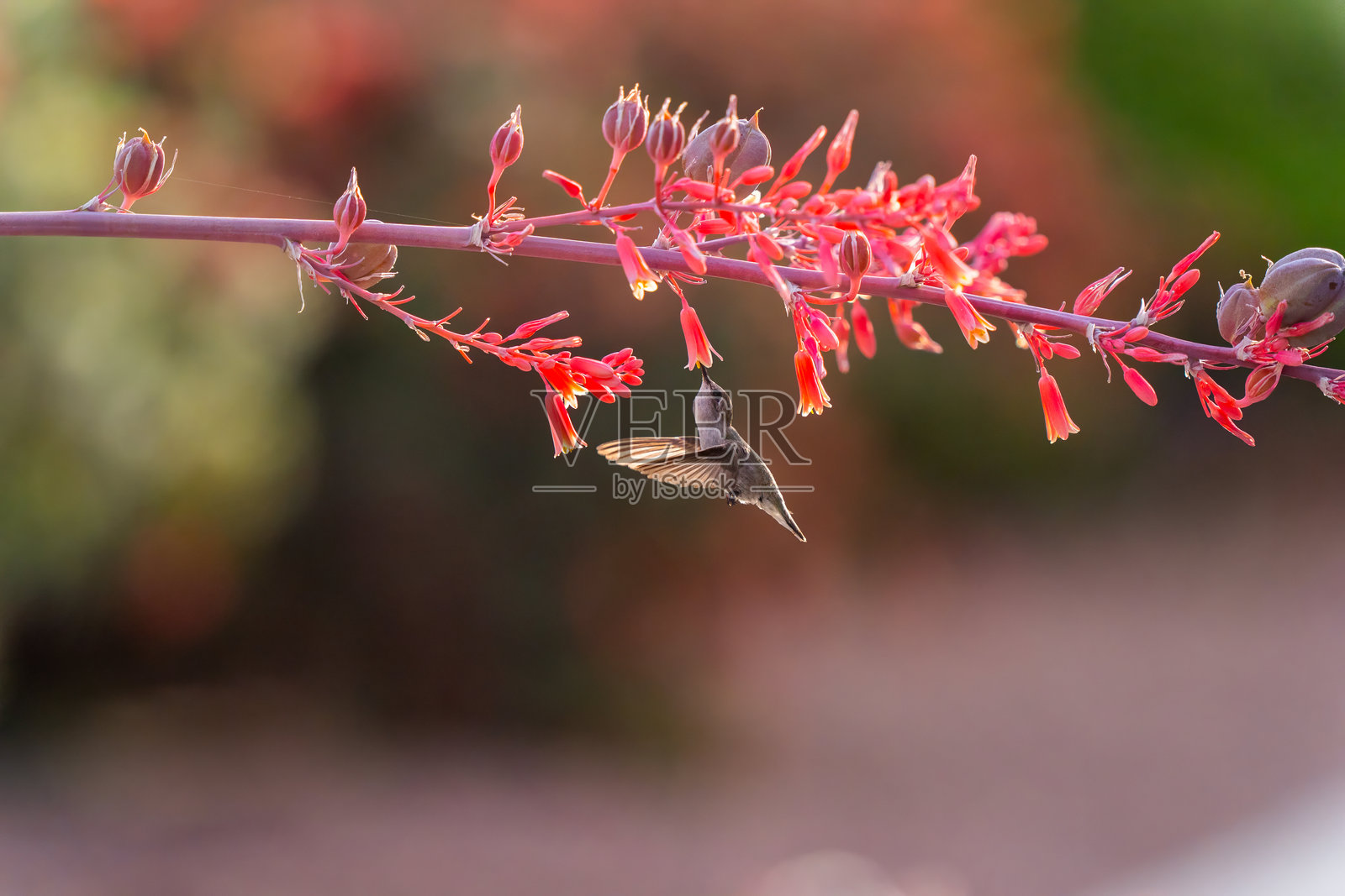 蜂鸟照片摄影图片